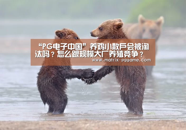 “PG电子中国”养鸡小散户会被淘汰吗?怎么跟规模大厂养殖竞争?(图3) pg电子官方入口