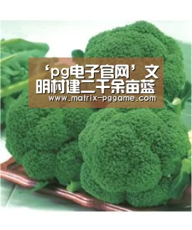 ‘pg电子官网’文明村建二千余亩蓝莓种植基地(图1) pg电子官方入口
